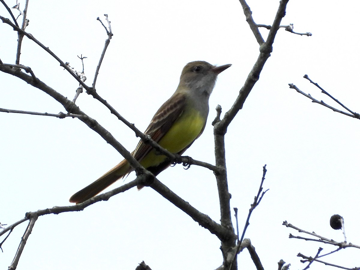 Great Crested Flycatcher - ML618599947