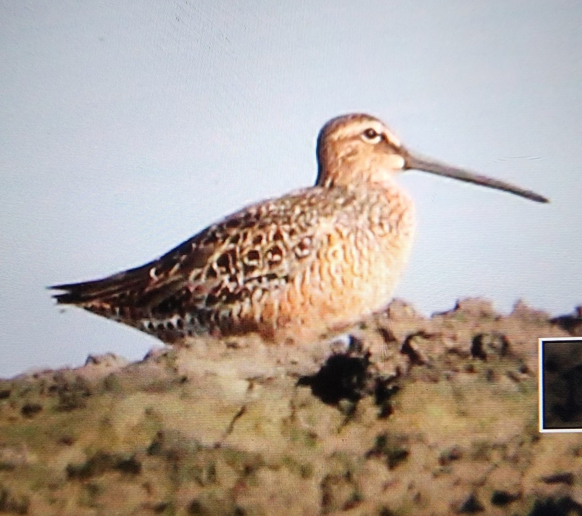 Long-billed Dowitcher - Marion Schiefer