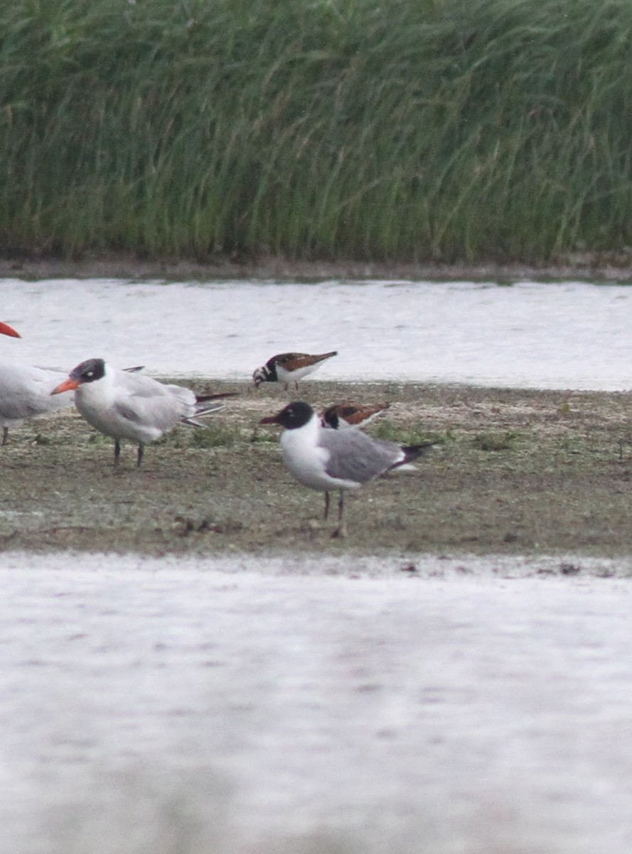 Ruddy Turnstone - ML618599974