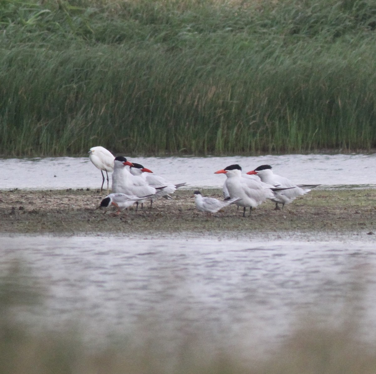 tern sp. - ML618600026