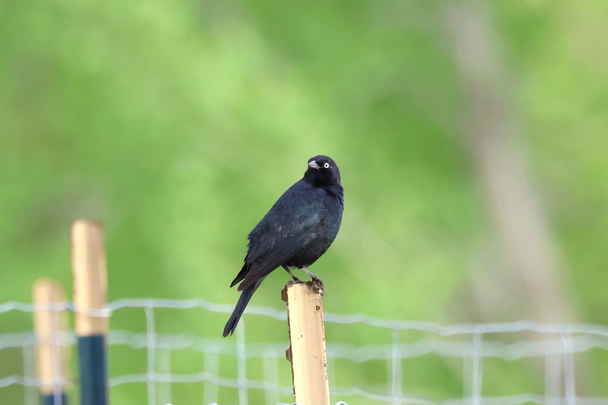 Brewer's Blackbird - ML618600032