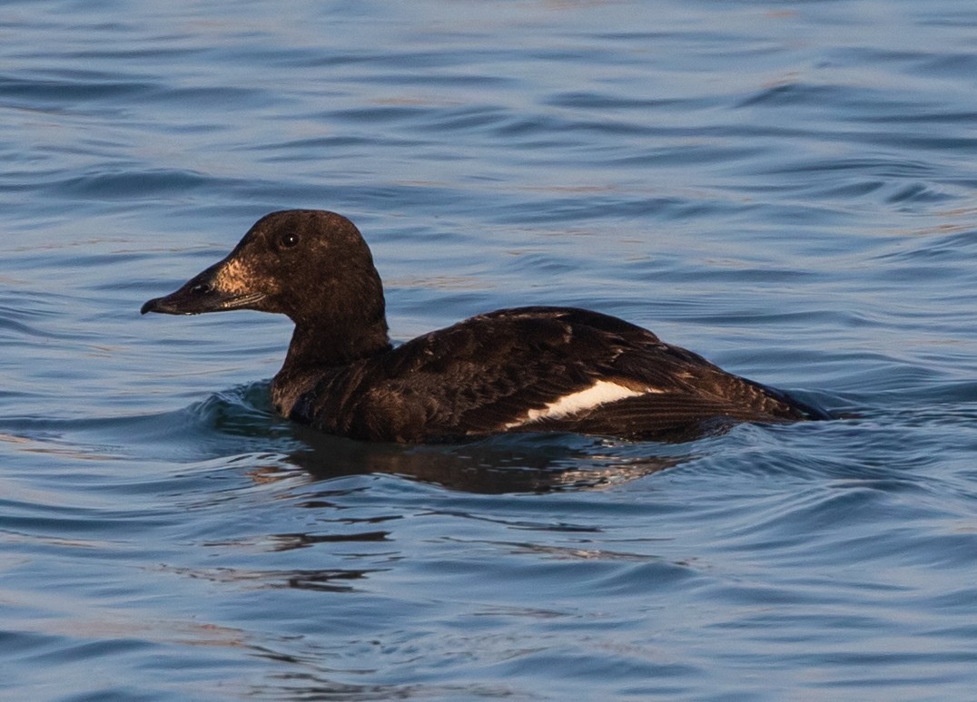 White-winged Scoter - ML618600036