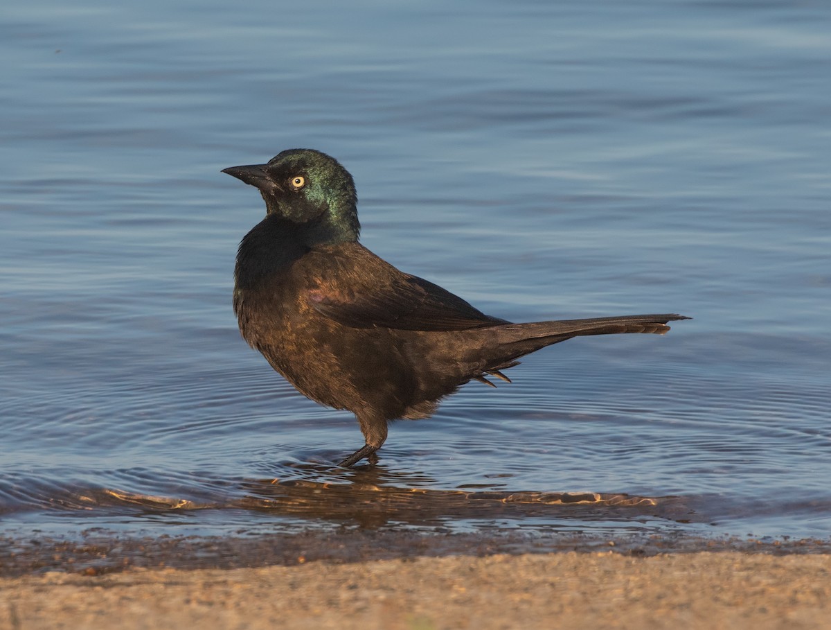 Common Grackle - ML618600042