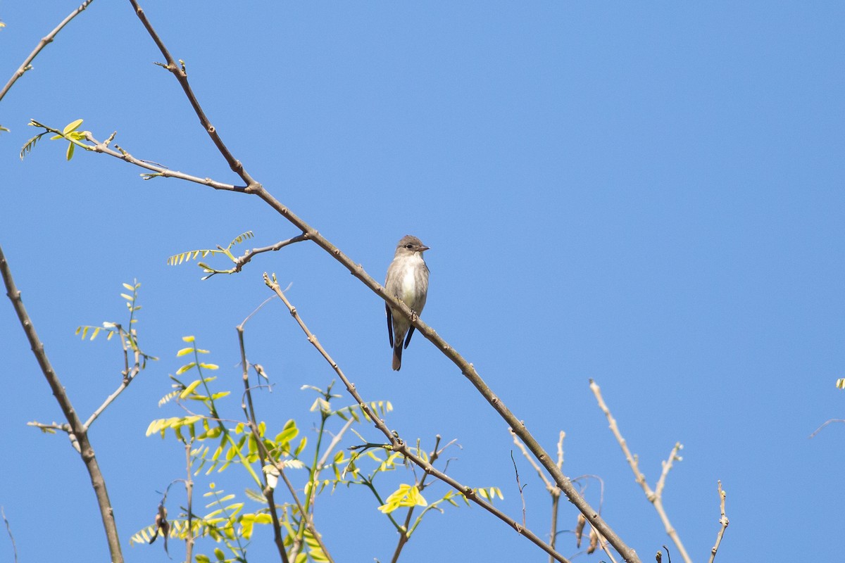 Olive-sided Flycatcher - ML618600075