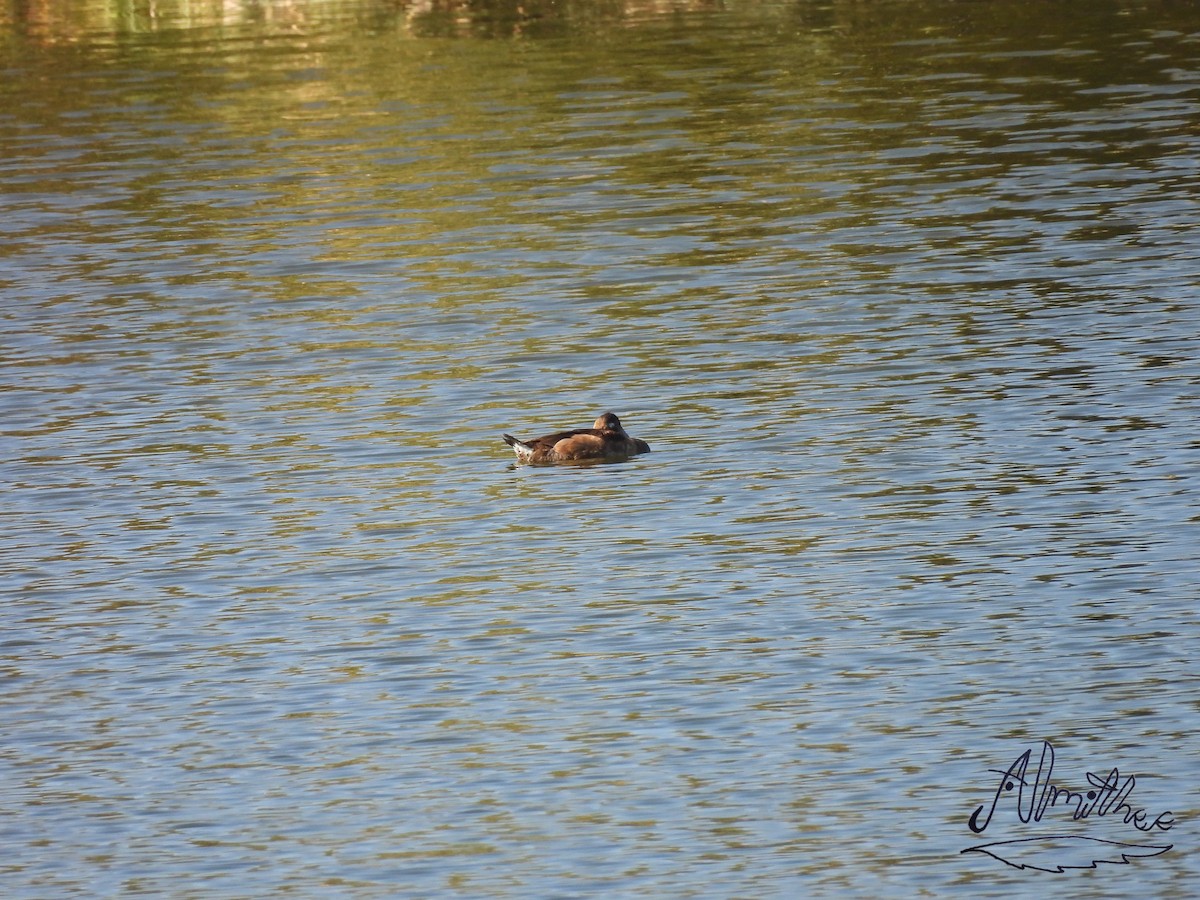 Ring-necked Duck - ML618600104