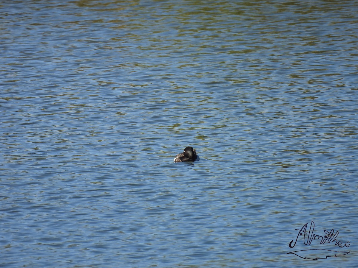 Ring-necked Duck - ML618600105