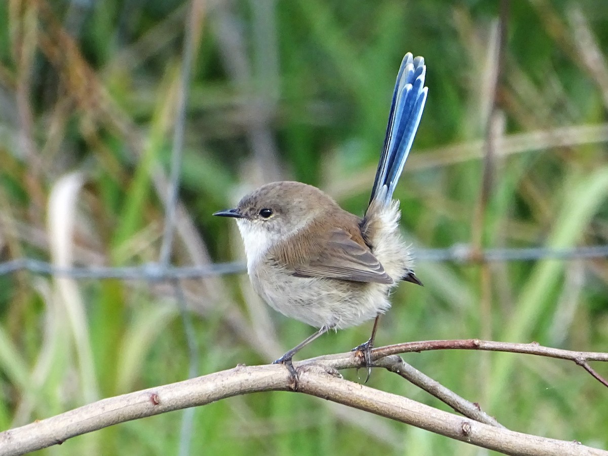 Superb Fairywren - ML618600131