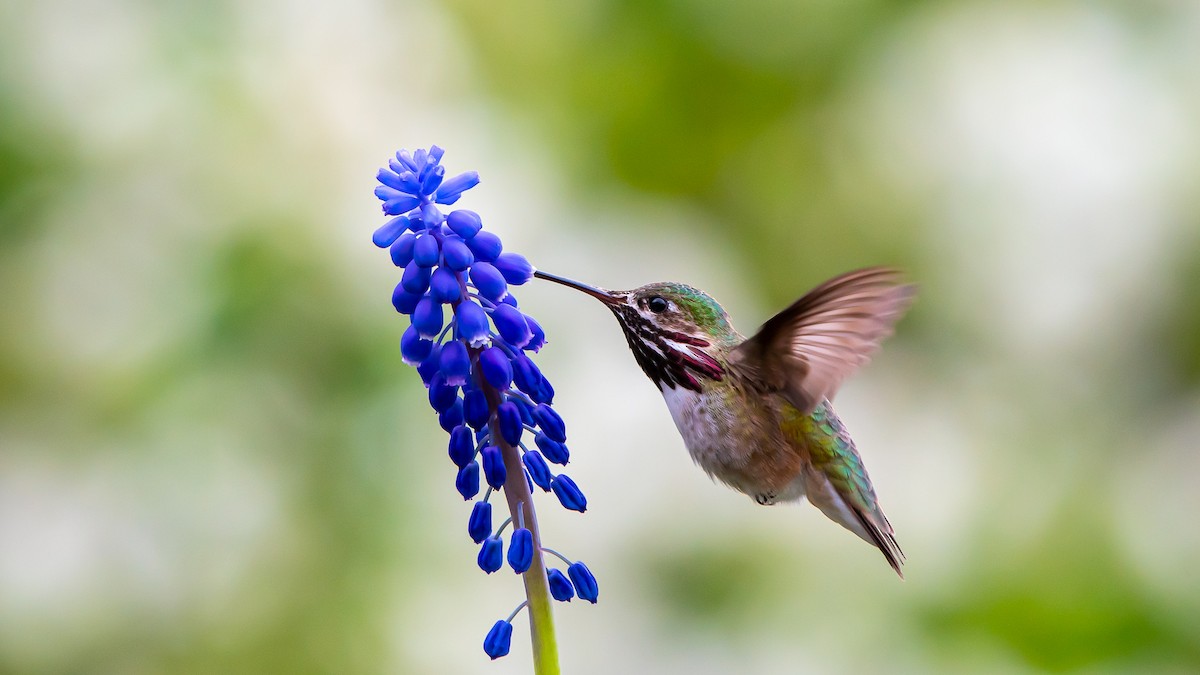 Calliope Hummingbird - John Jansen