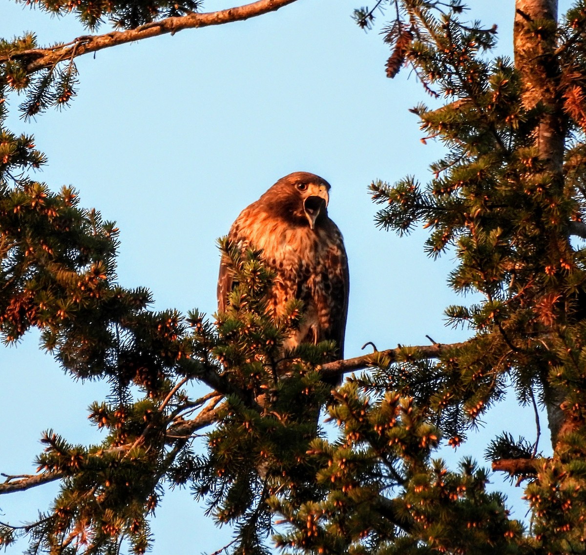 Red-tailed Hawk - Rowena Lucian