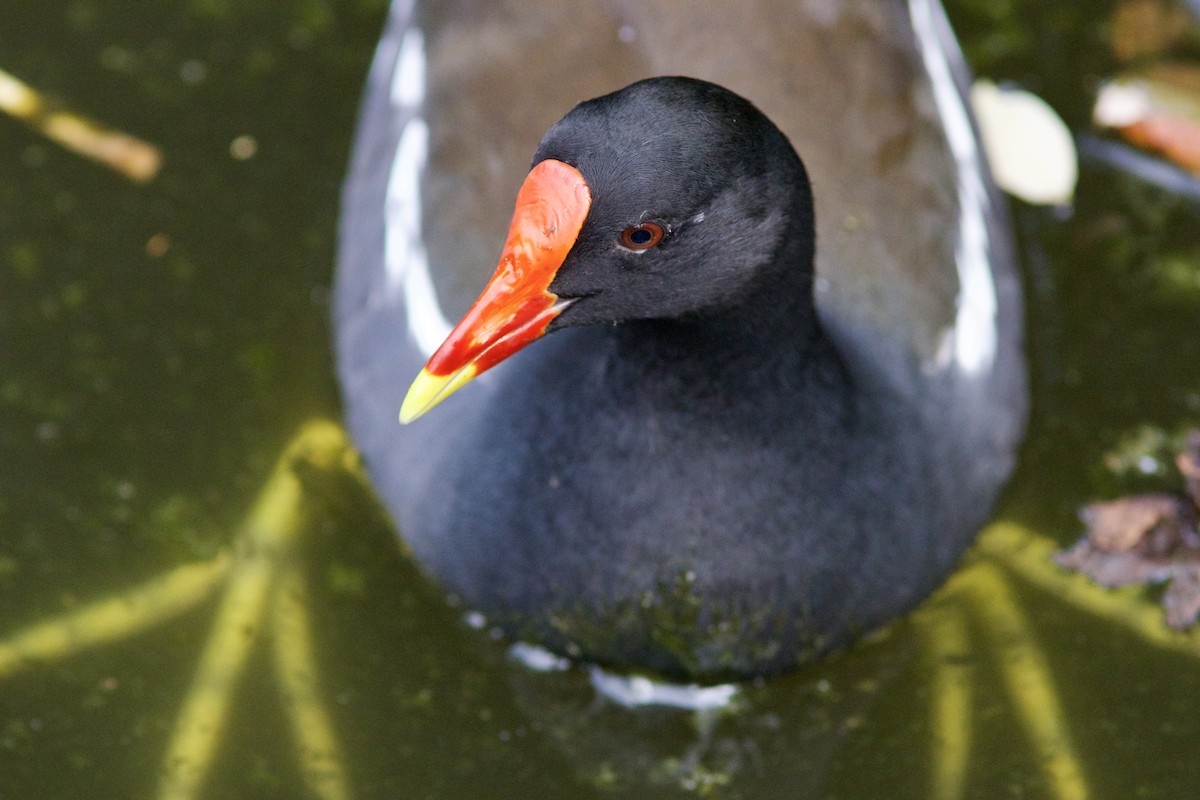 Eurasian Moorhen - Alex Lin-Moore