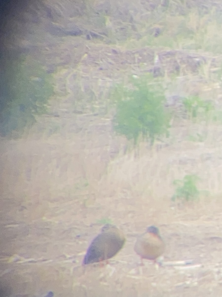 Mexican Duck - ML618600238