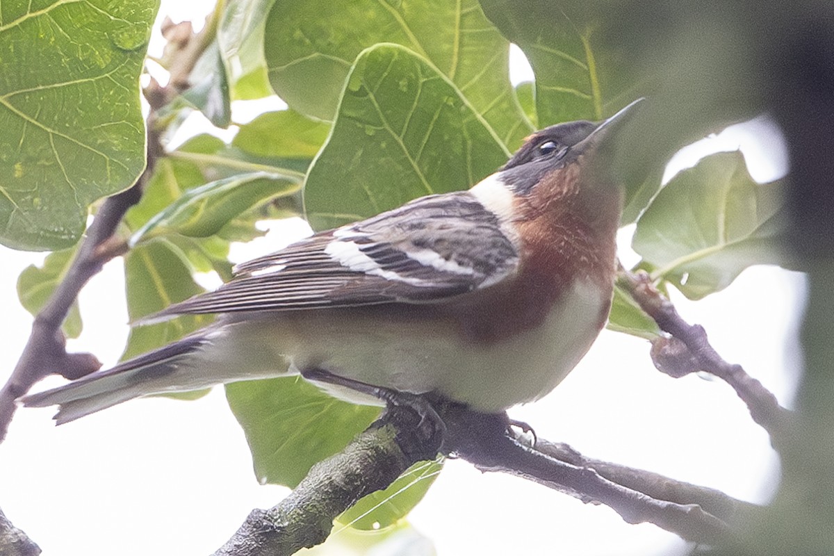 Bay-breasted Warbler - ML618600263