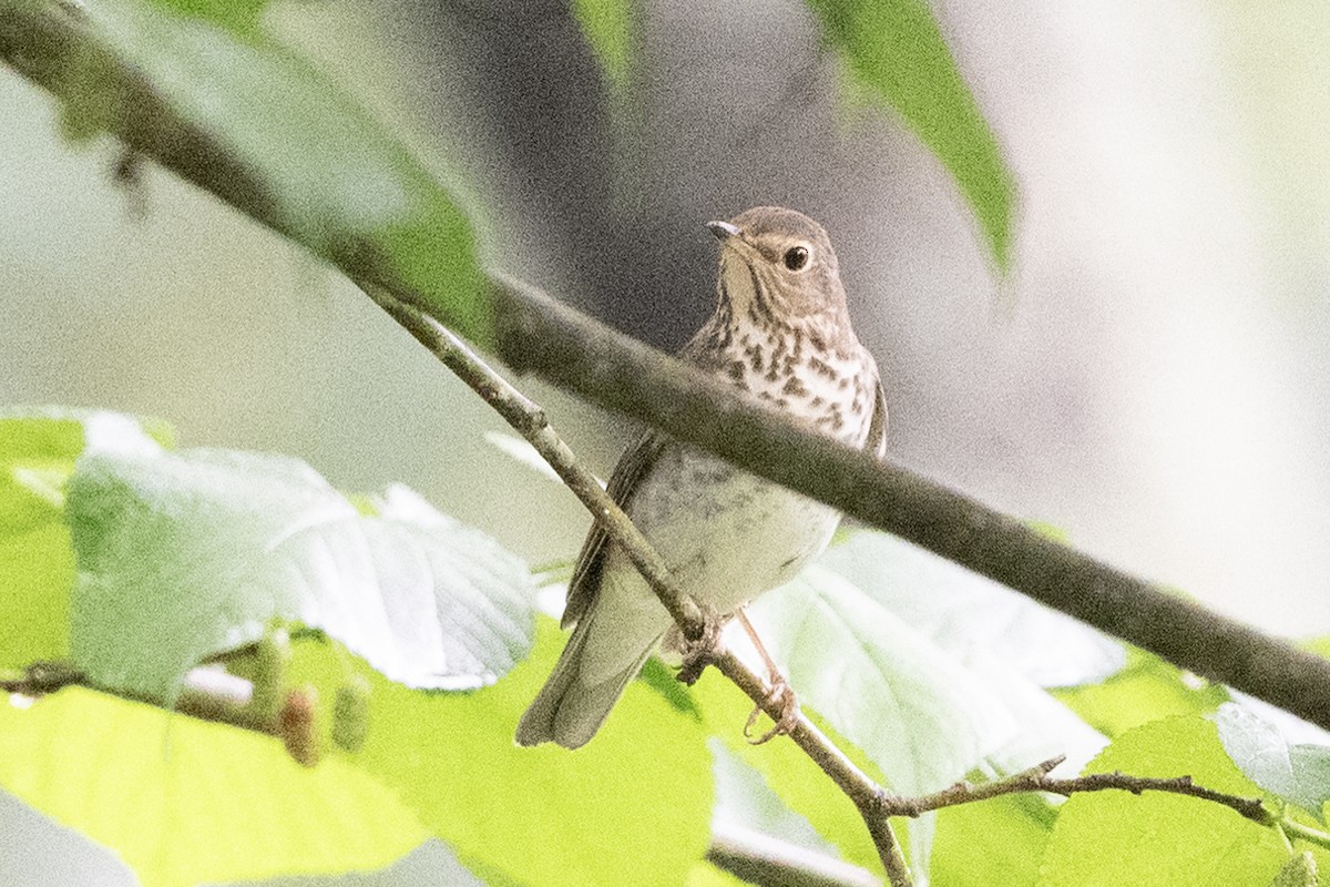 Swainson's Thrush - Michael Linz