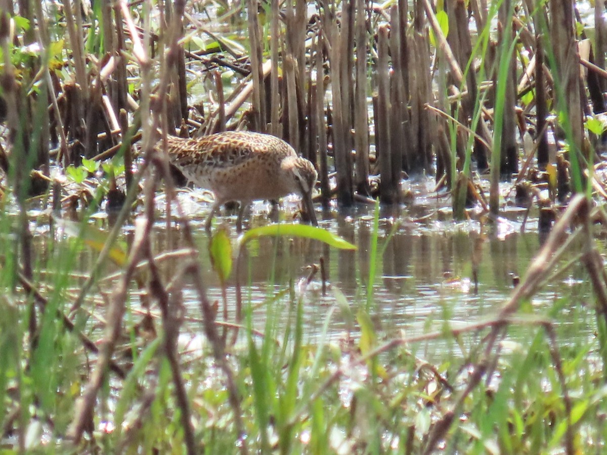 kortnebbekkasinsnipe - ML618600274