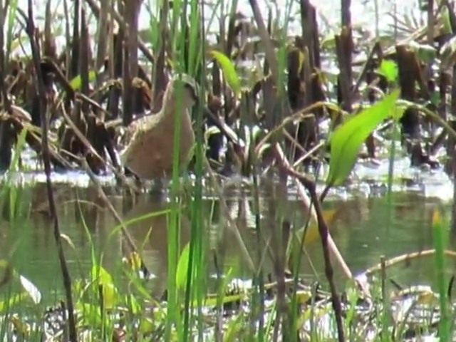 kortnebbekkasinsnipe - ML618600284