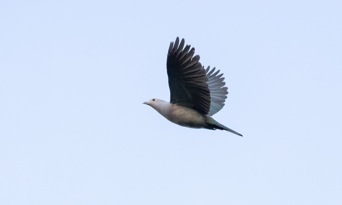 Green Imperial-Pigeon - ML618600312