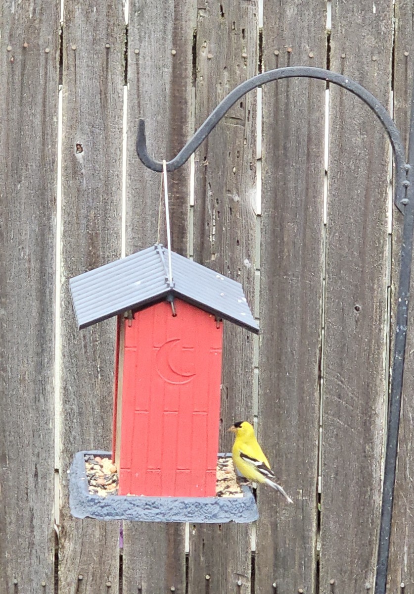 American Goldfinch - ML618600324