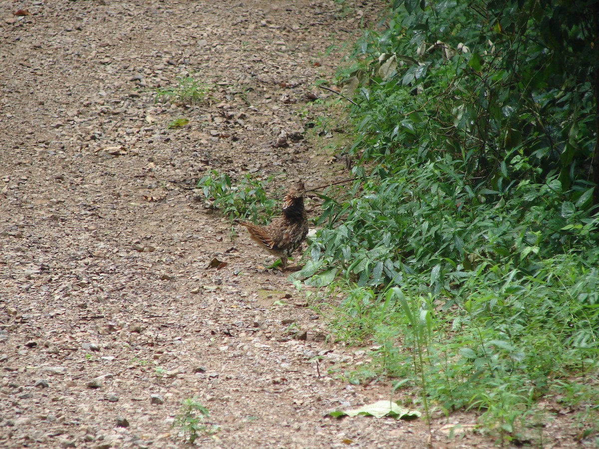 Ruffed Grouse - ML618600364