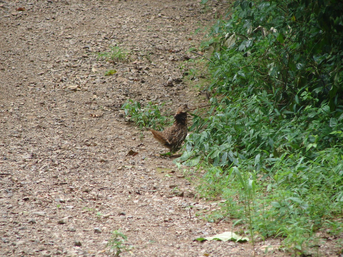 Ruffed Grouse - ML618600365