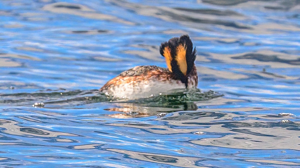 Horned Grebe - Bruce Kennedy