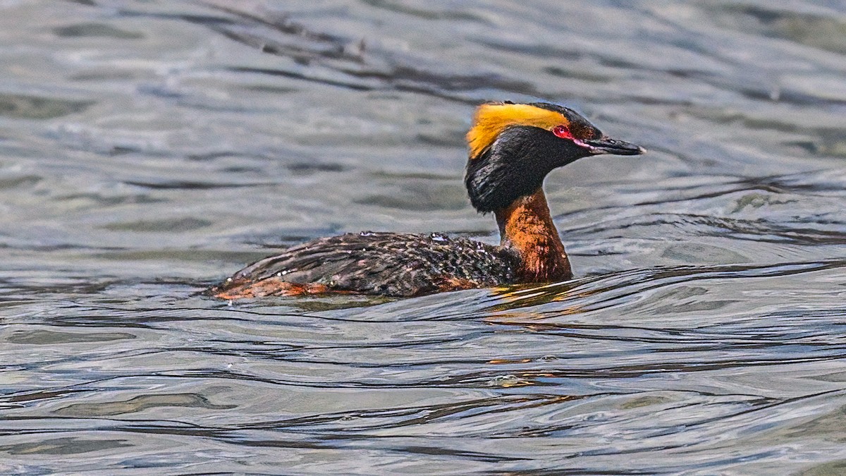 Horned Grebe - ML618600381