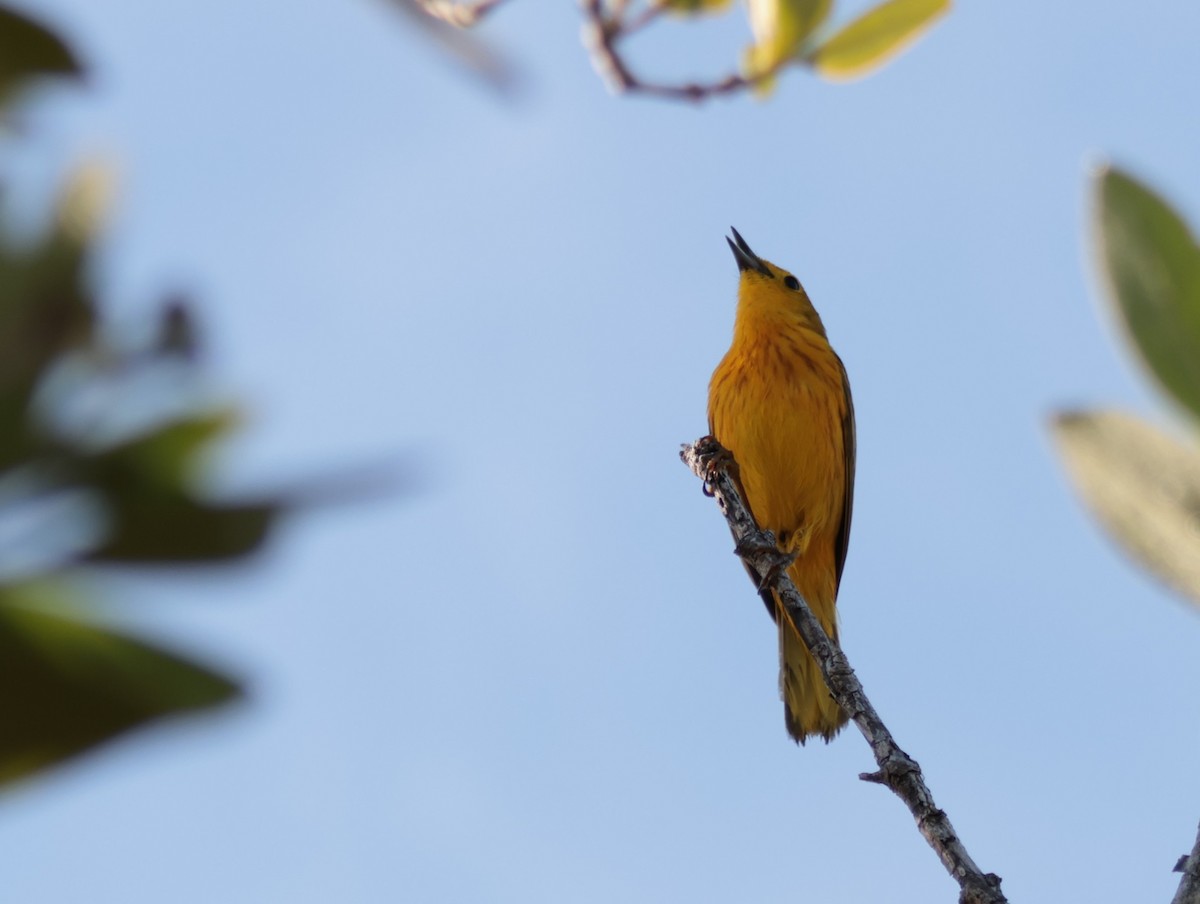 gulparula (petechia gr.) - ML618600382