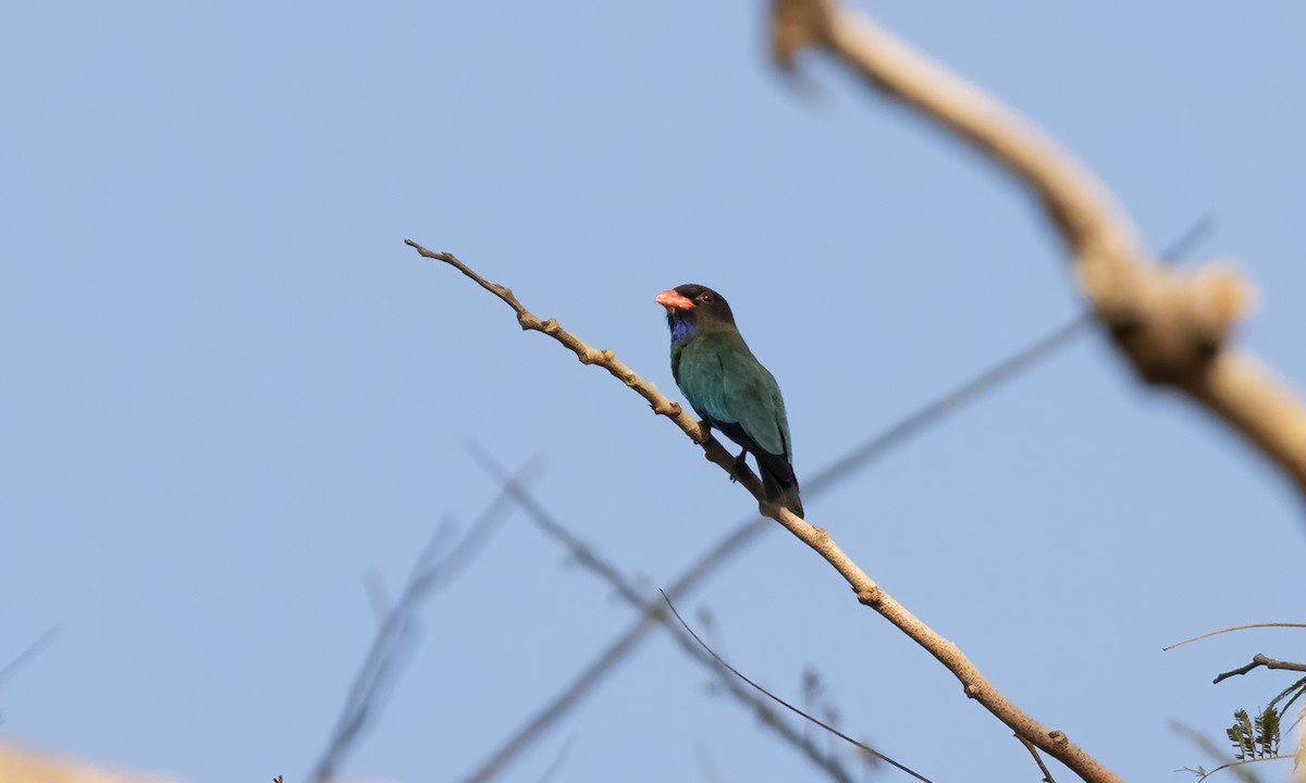 Dollarbird - ML618600399