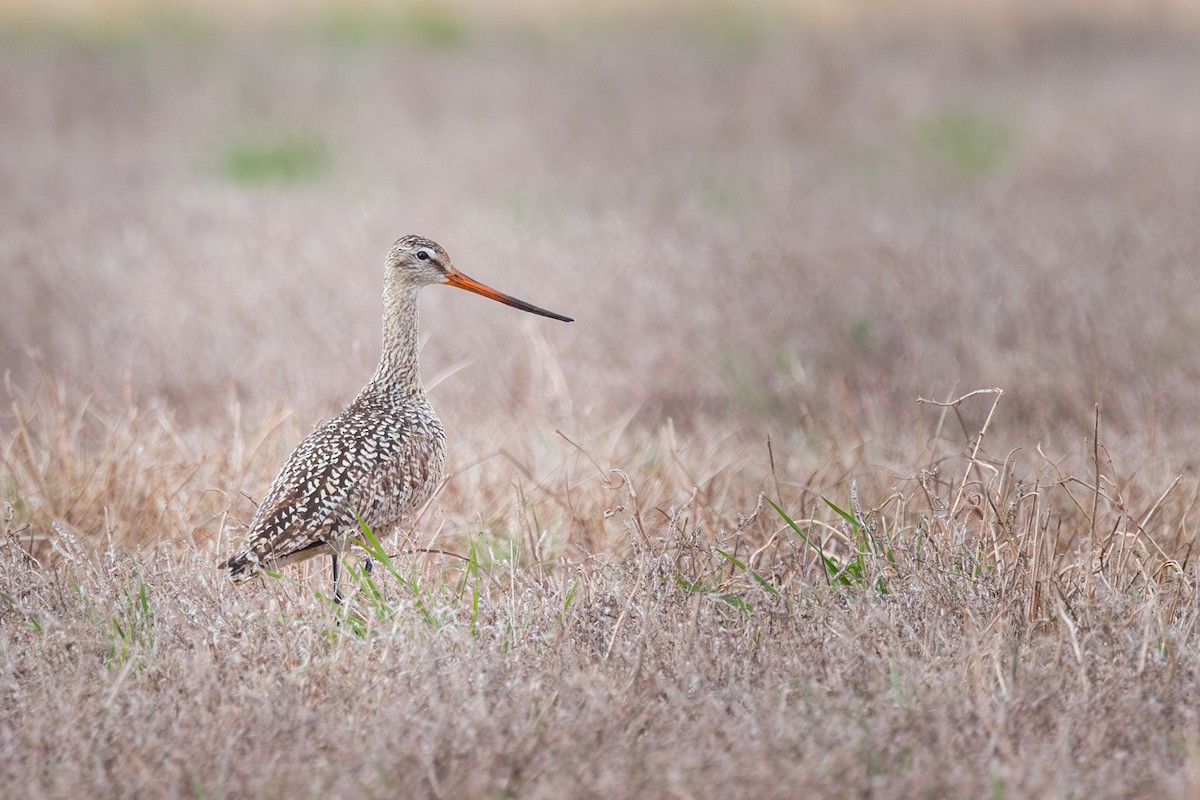 Marbled Godwit - ML618600417