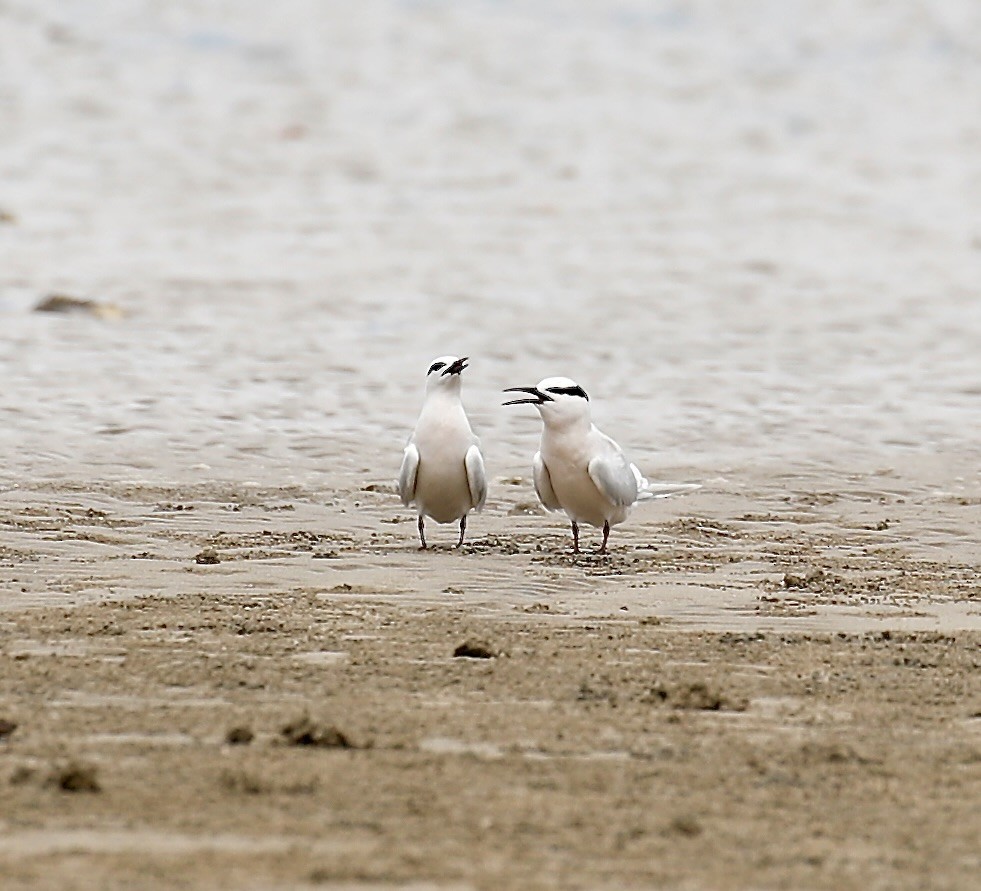 Black-naped Tern - ML618600423