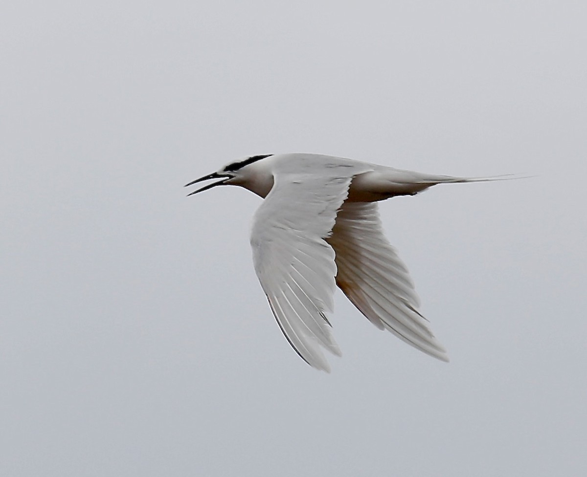 Black-naped Tern - Mark  Hogarth