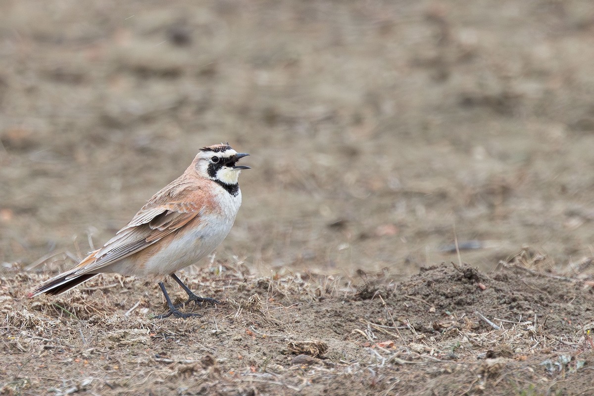 Horned Lark - ML618600429