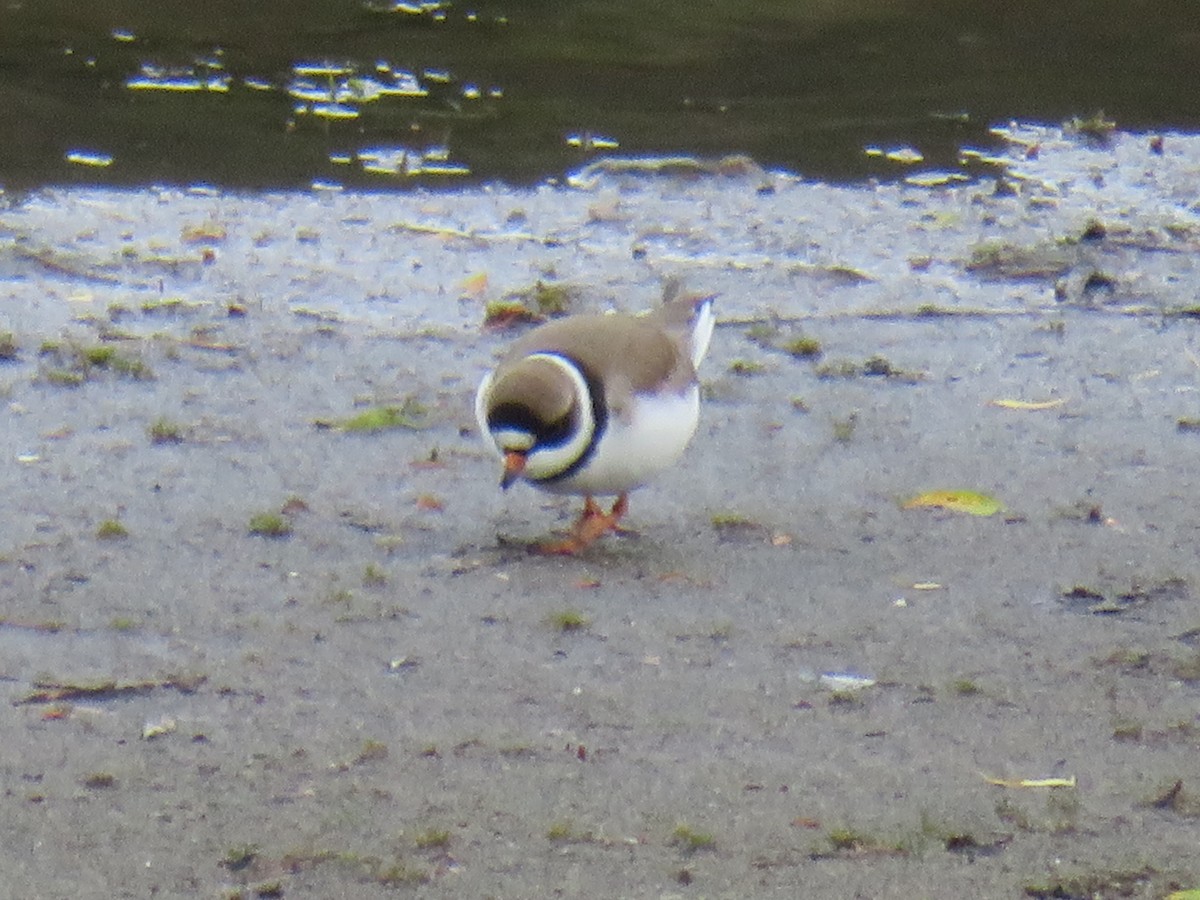 Semipalmated Plover - ML618600493