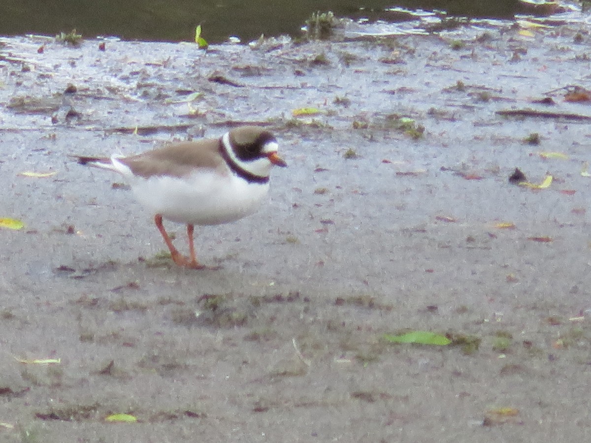 Semipalmated Plover - ML618600495