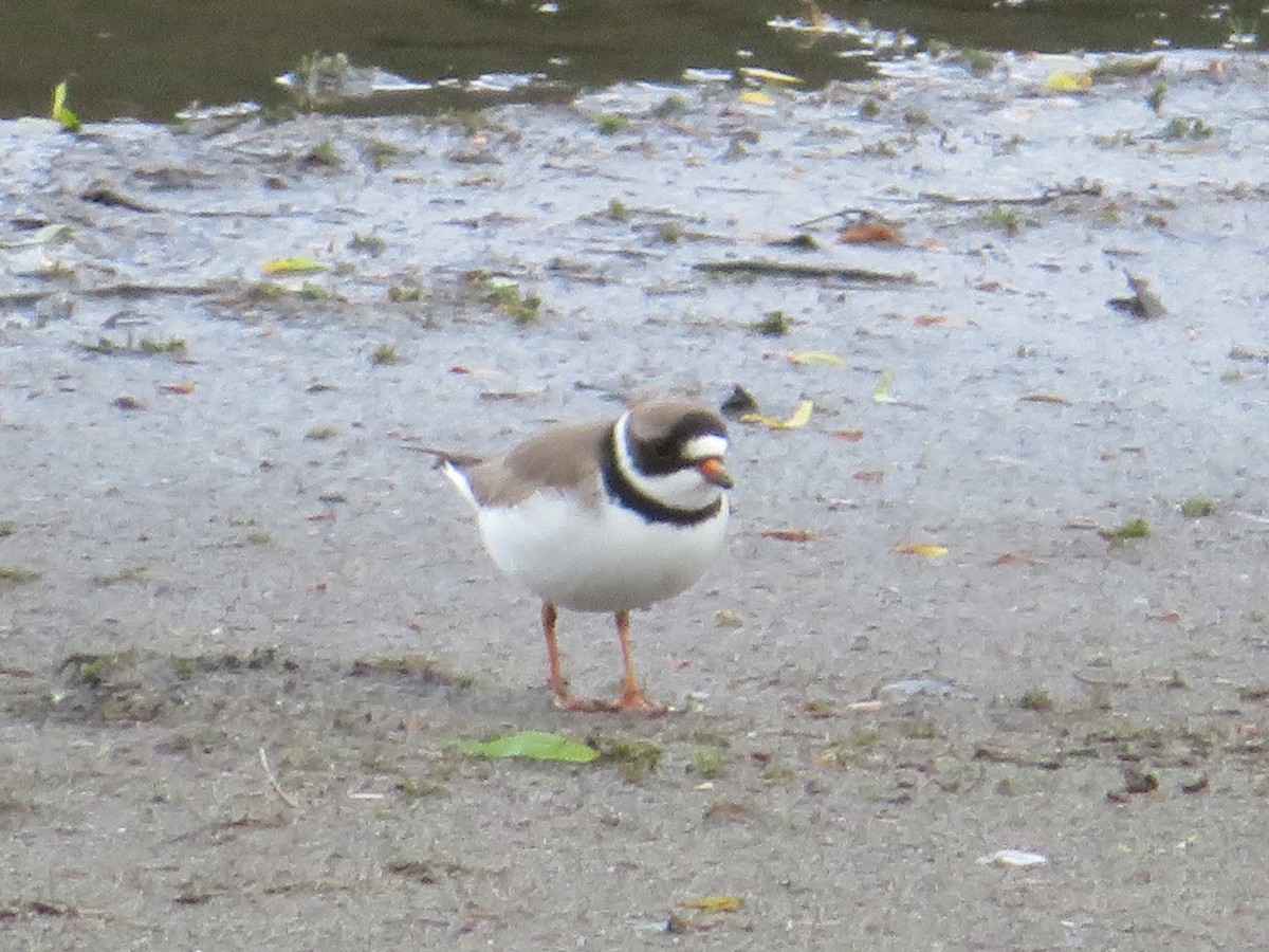 Semipalmated Plover - ML618600496