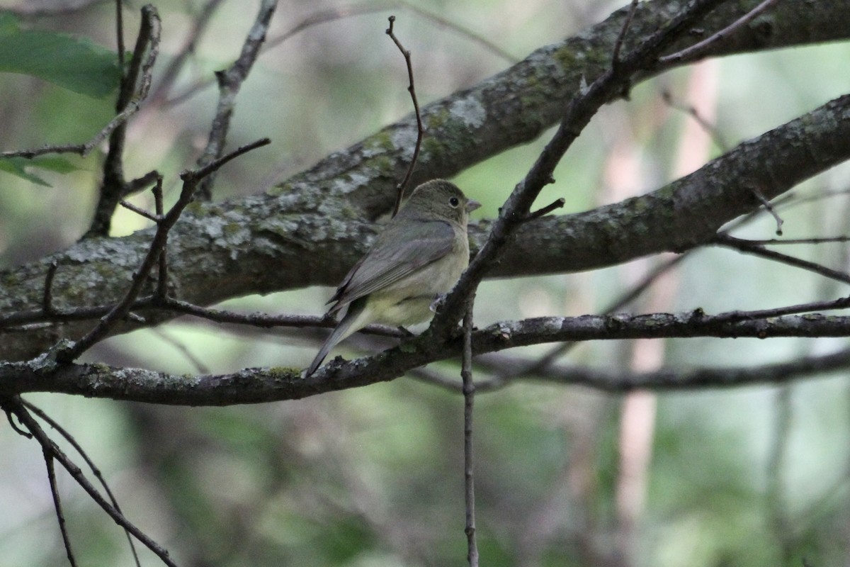 Painted Bunting - ML618600513