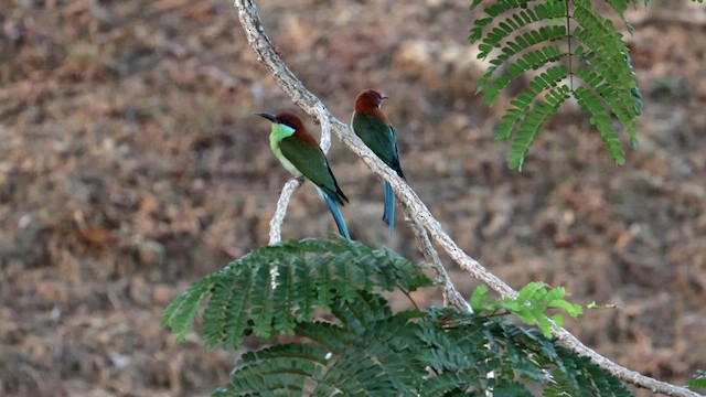 Rufous-crowned Bee-eater - ML618600514