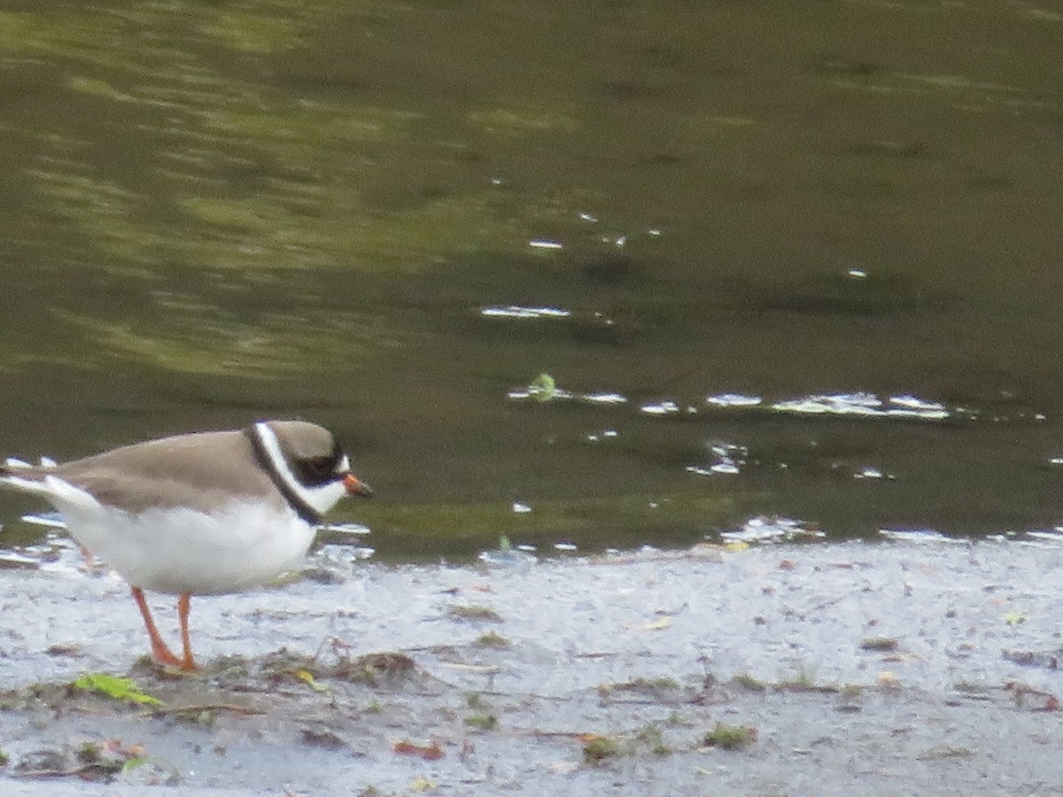 Semipalmated Plover - ML618600529