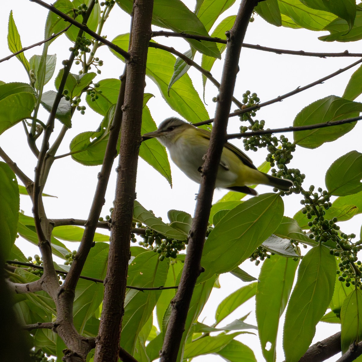 Yellow-green Vireo - Ligia y Carlos Marroquín Pimentel