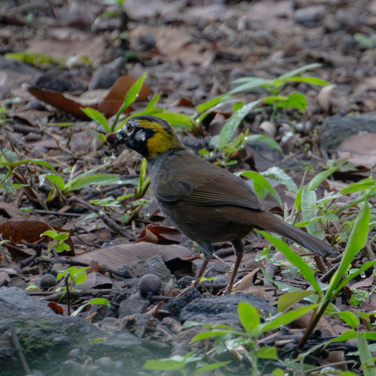 White-faced Ground-Sparrow - ML618600562