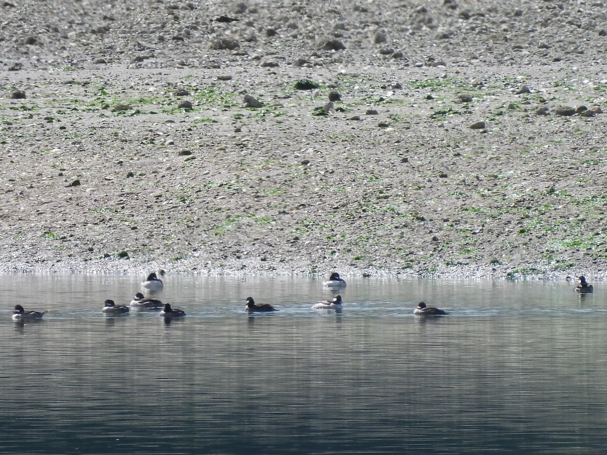 Bufflehead - ML618600579