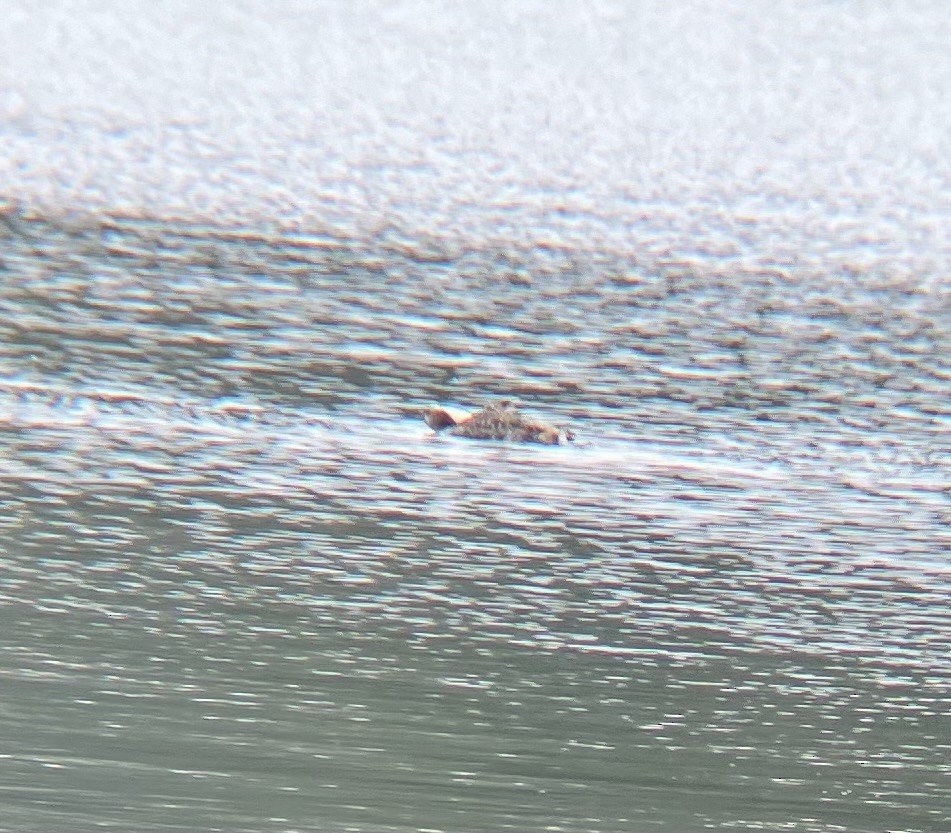 Yellow-billed Loon - ML618600590