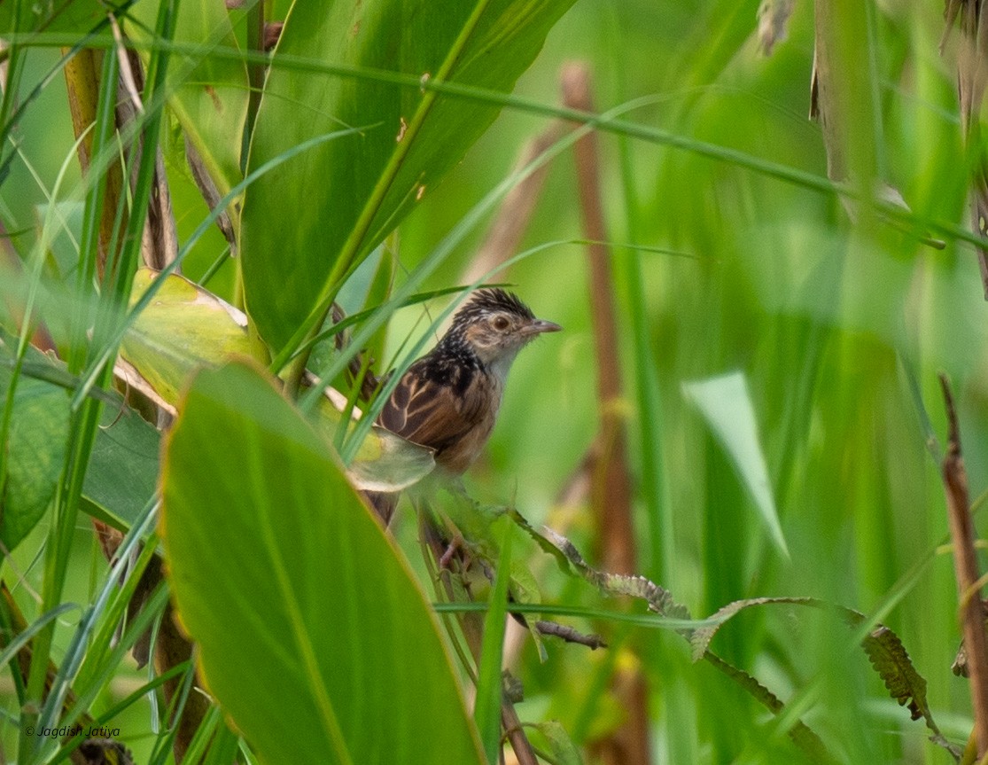 Indian Grassbird - Jagdish Jatiya