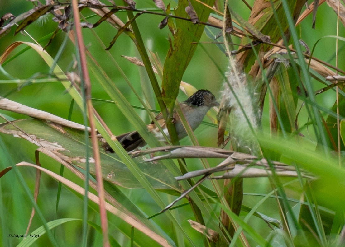 Indian Grassbird - Jagdish Jatiya