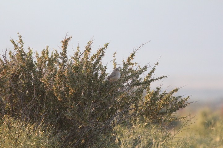 LeConte's Thrasher - Keith Andringa