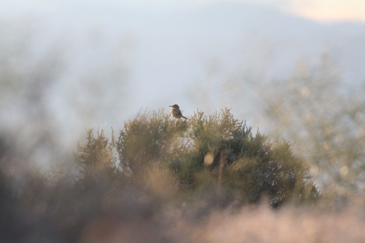 LeConte's Thrasher - Keith Andringa