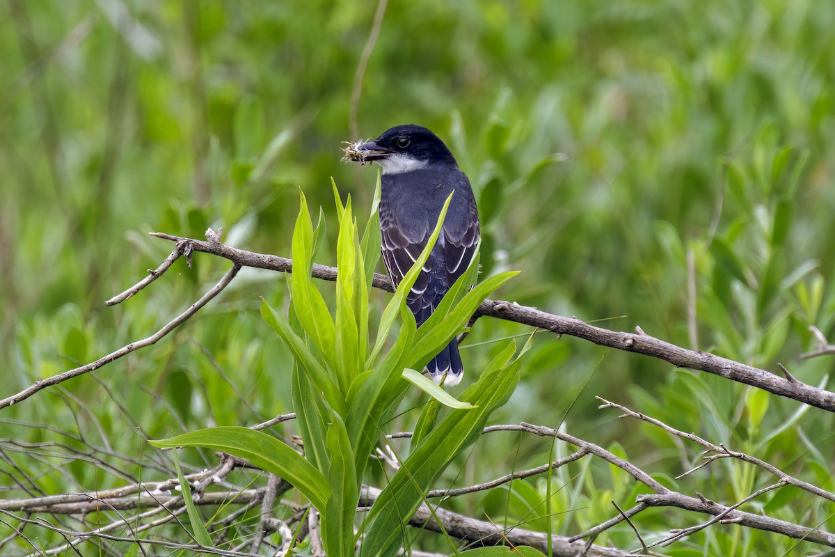 Eastern Kingbird - Dennis Miller