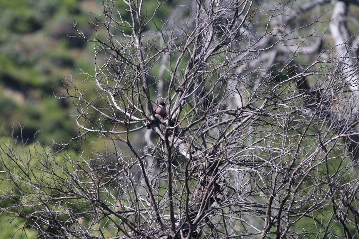 Lewis's Woodpecker - ML618600690