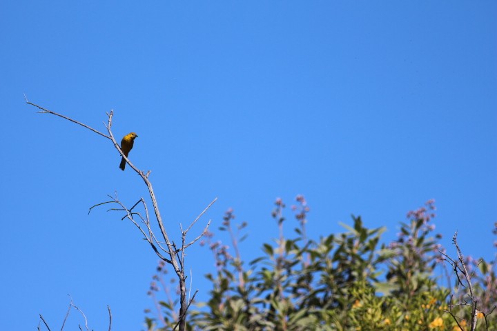 Hooded Oriole - ML618600701