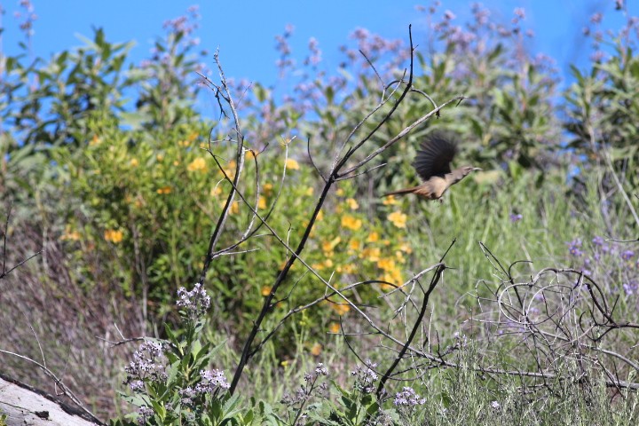 California Thrasher - ML618600707