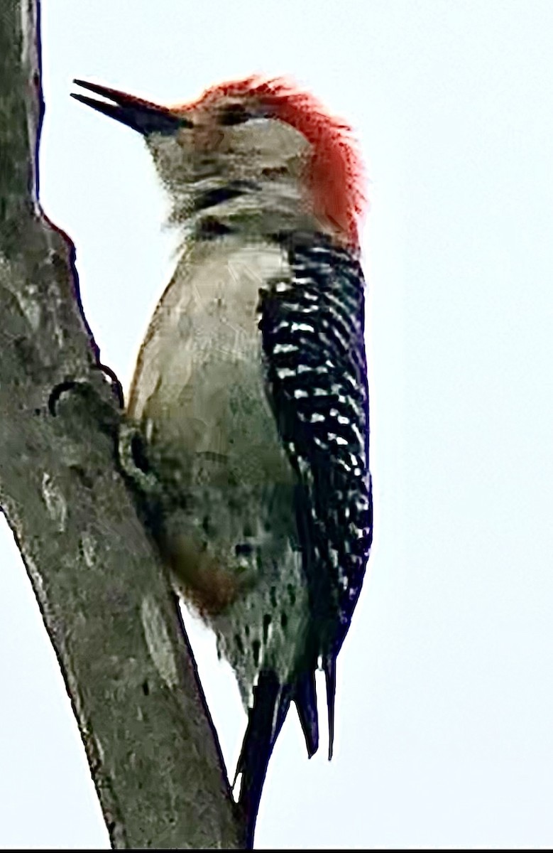 Red-bellied Woodpecker - ML618600708